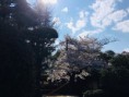 /album/tokyo-current/a115-nezu-jinja-shrine-jpg/